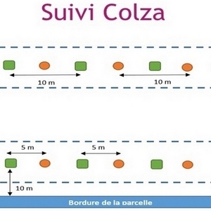 Schéma du dispositif de suivi sur colza