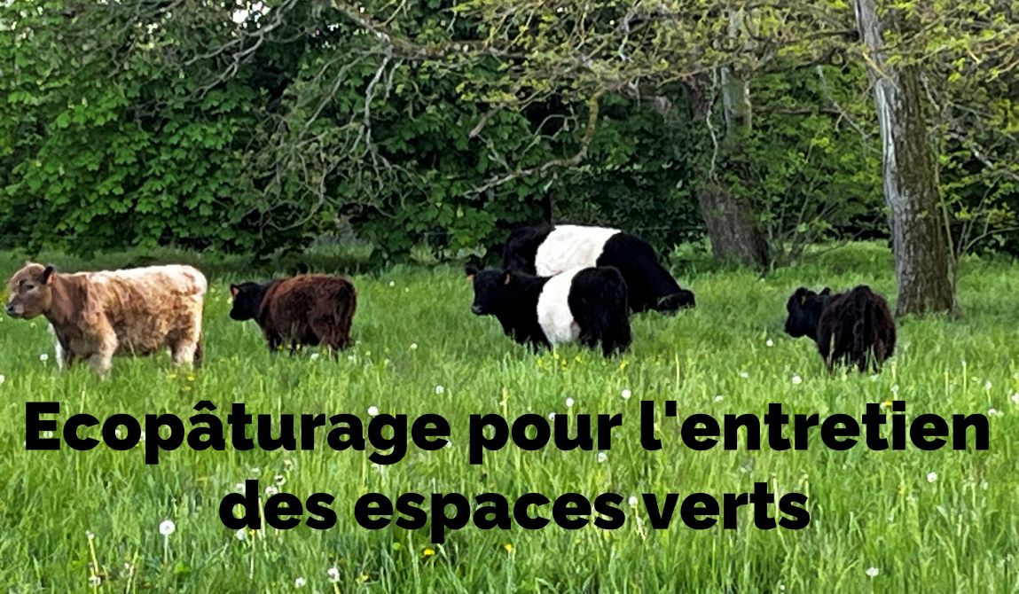 Photos de bovins pour l'entretien des espaces verts