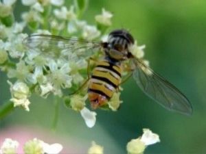 Syrphe posée sur une inflorescence