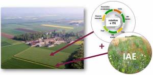 Schéma montrant la composition d'un système agroécologique : Système de culture + infrastructures agroécologiques.