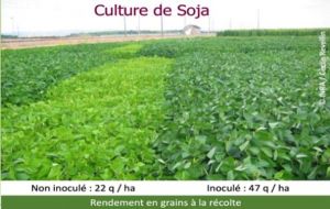 Comparaison de parcelles de soja avec ou sans innoculum.