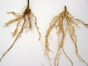 Nodosités présentes sur des racines de légumineuses.