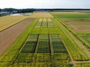 Vue aérienne d’un essai sur la plateforme CA-SYS,  photo Rodolphe Hugard et Guillaume Poussou (INRAE-U2E).